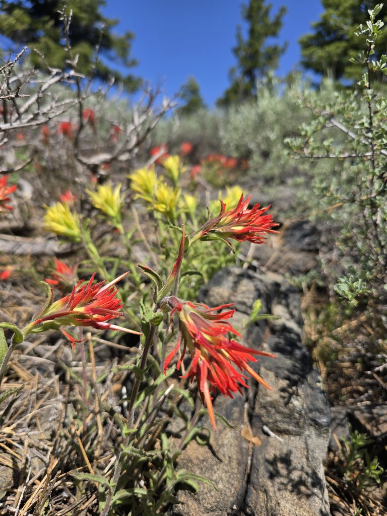 Red and Yellow Indian Paintbrush along the Tahoe Rim Trail from Spooner to Kingsbury 