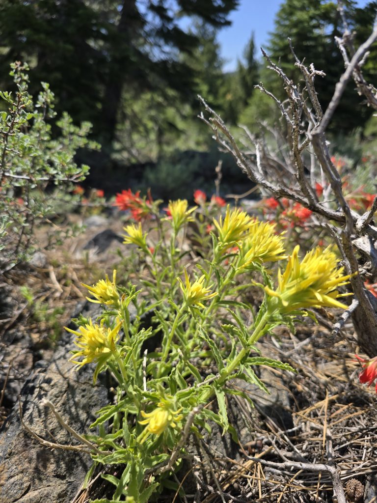 Yellow Indian Paintbrush flowers