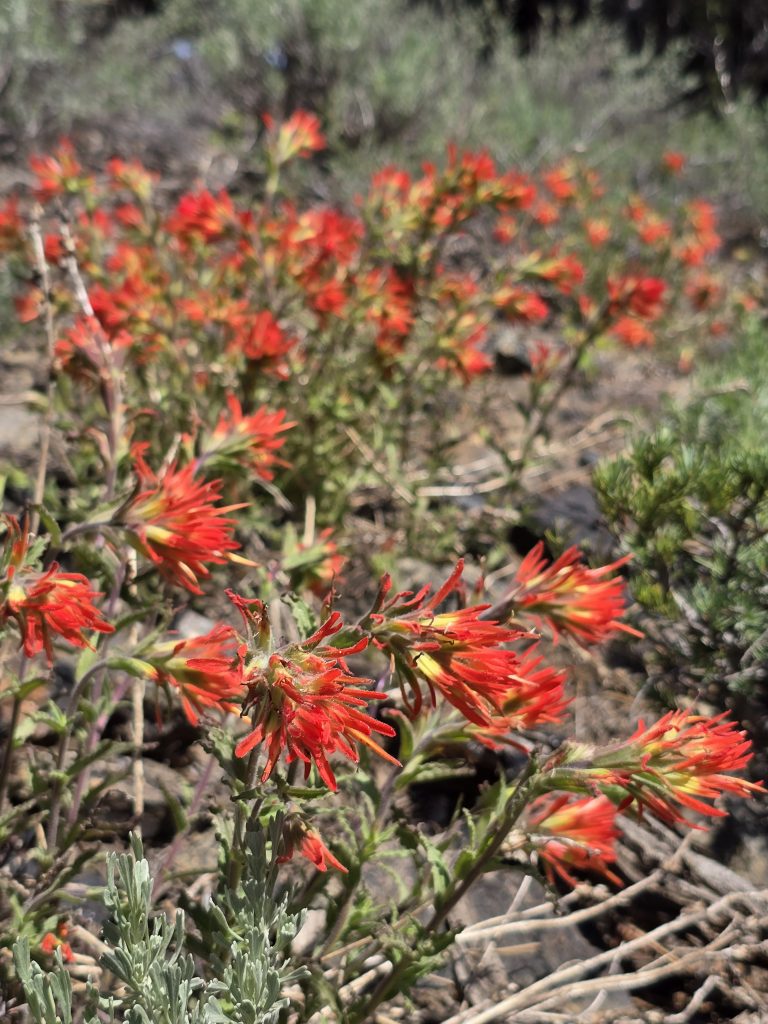 Indian Paintbrush along the Tahoe Rim Trail from Spooner to Kingsbury