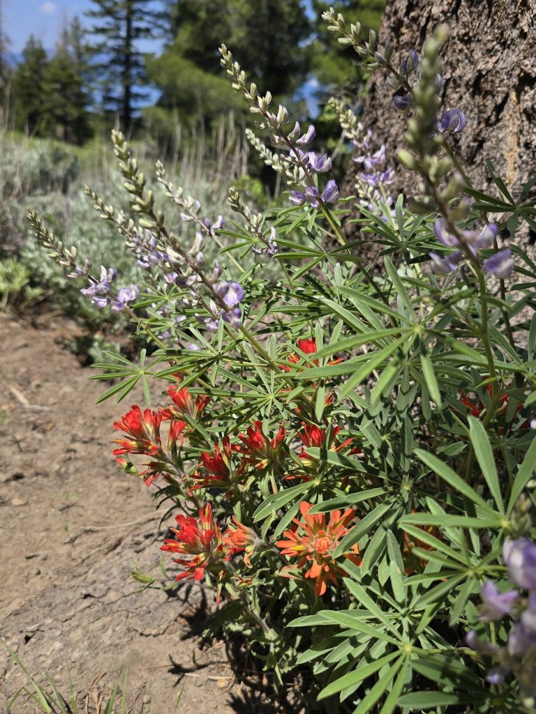Lupine and Indian Paintbrush flowers along Tahoe Rim Trail from Spooner to Kingsbury