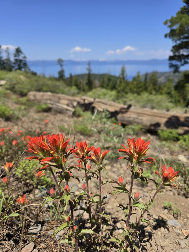 Indian Paintbrush in front of Lake Tahoe along Tahoe Rim Trail from Spooner to Kingsbury 