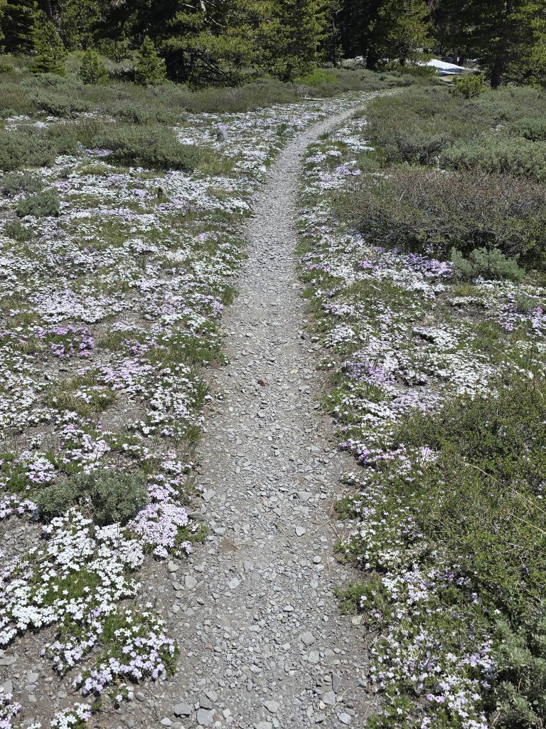 Spreading Phlox flowers along Tahoe Rim Trail from Spooner to Kingsbury