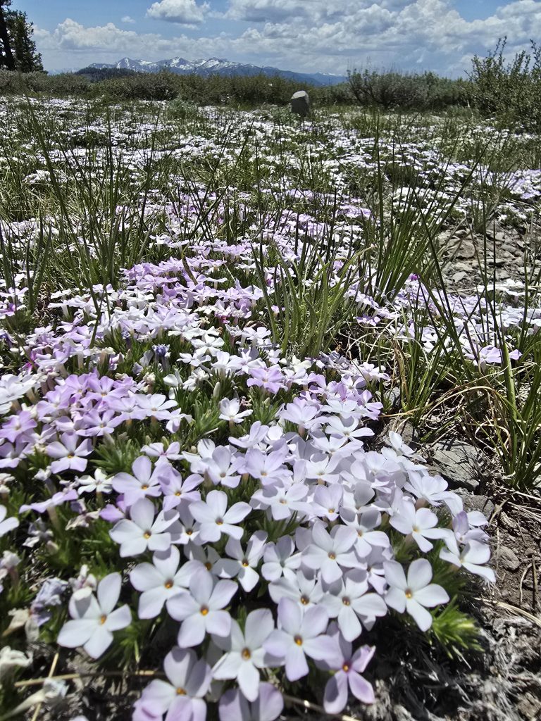 Spreading Phlox flowers along Tahoe Rim Trail from Spooner to Kingsbury