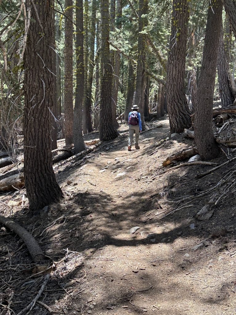Hiking through a wooded section of the Tahoe Rim Trail from Spooner to Kingsbury