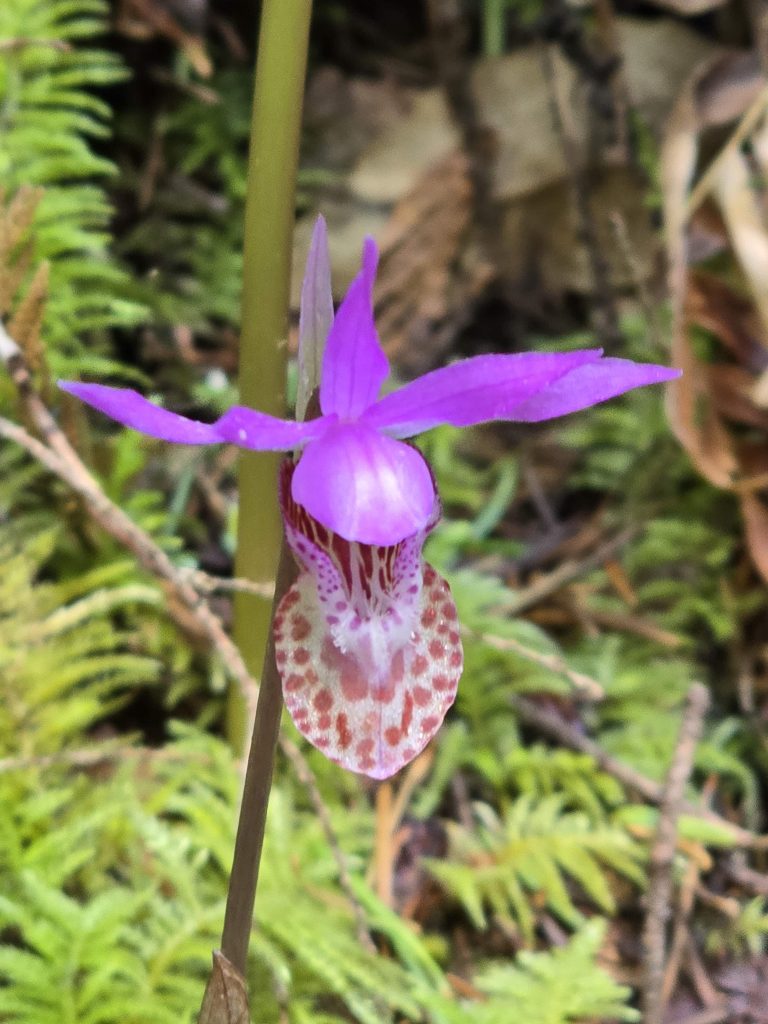 Calypso Orchid Fairy Slipper flower Olympic National Park Pacific Northwest