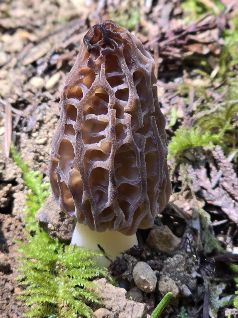 Morel mushroom Olympic National Park Pacific Northwest