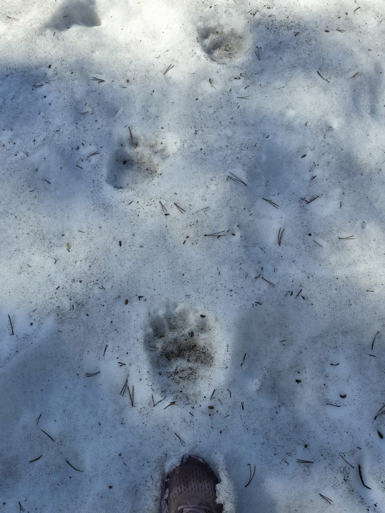 Bear tracks in snow in Tahoe