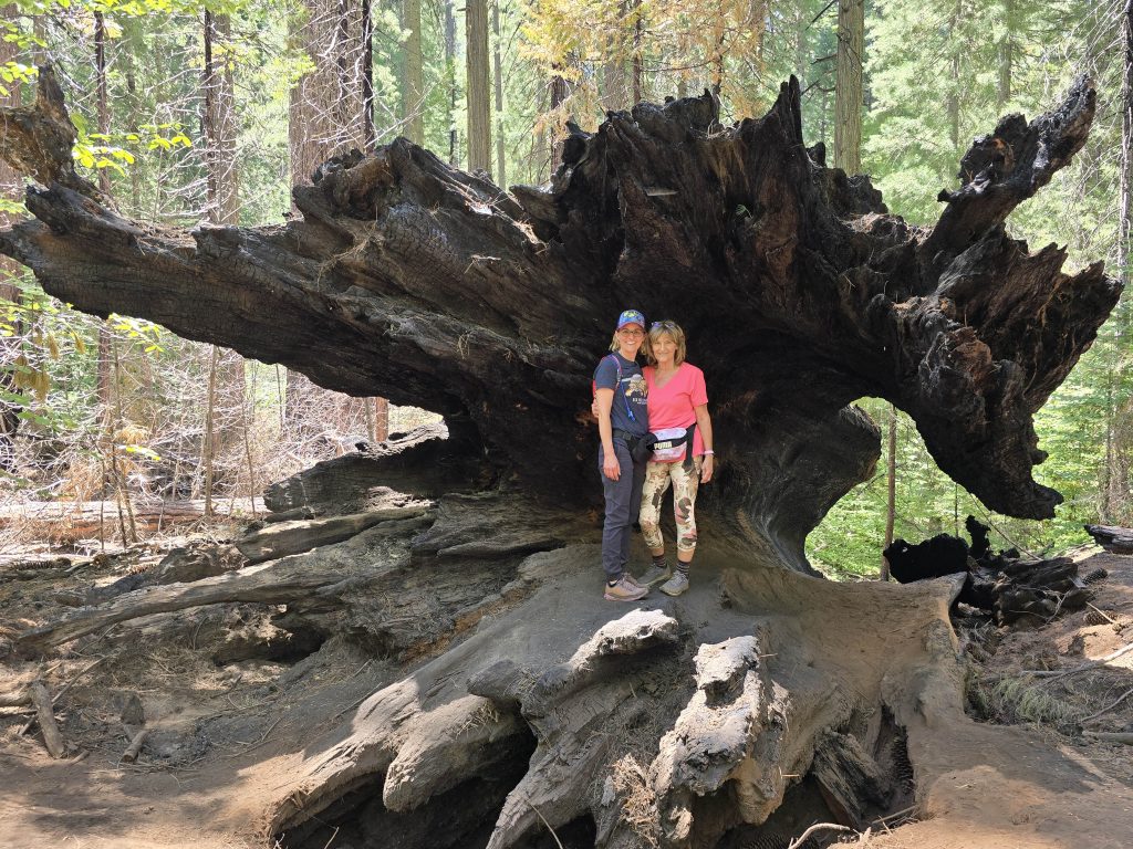 Downed giant sequoia at Big Trees State Park