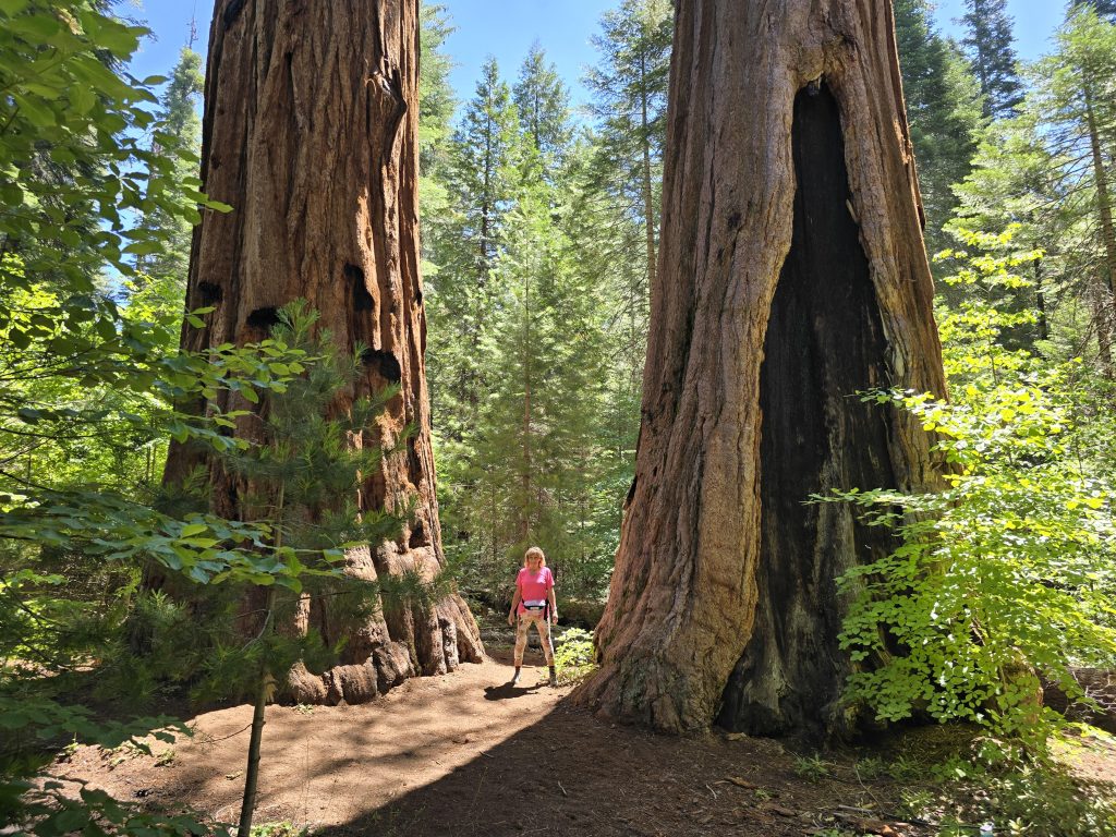 Standing between two giant sequoia trees at Big Trees State Park