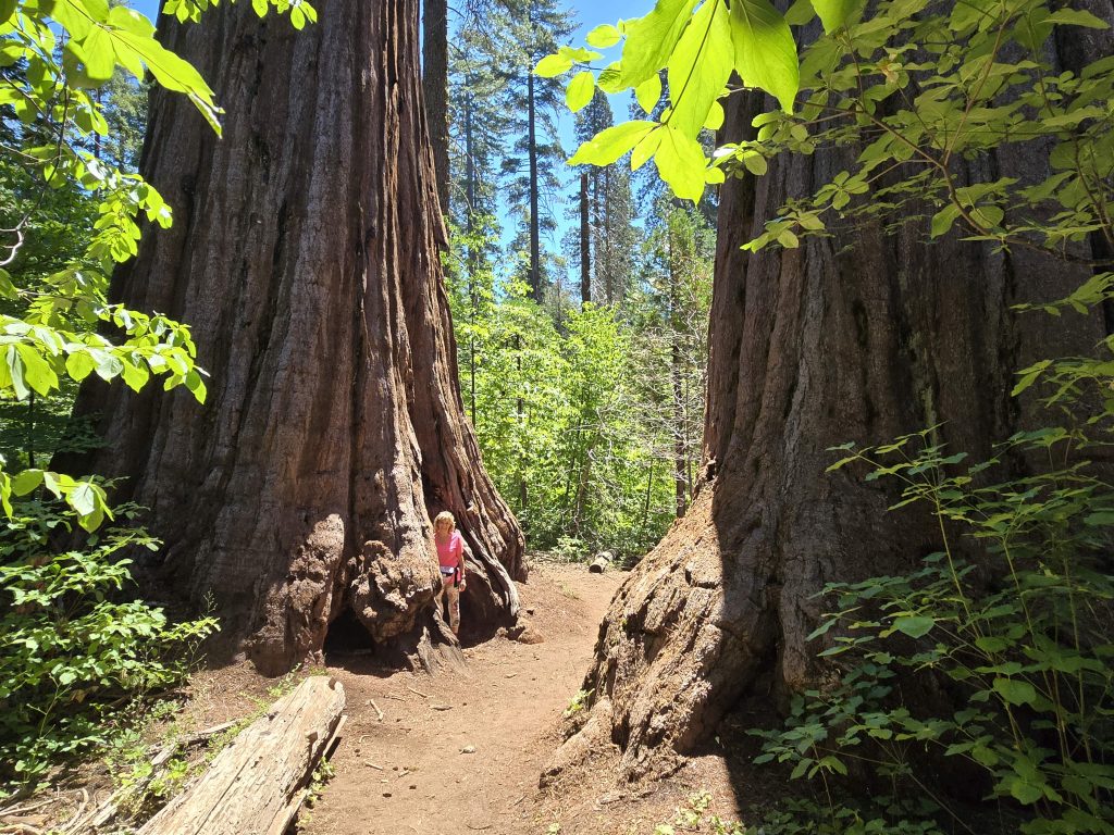 Standing between two giant sequoia trees at Big Trees State Park
