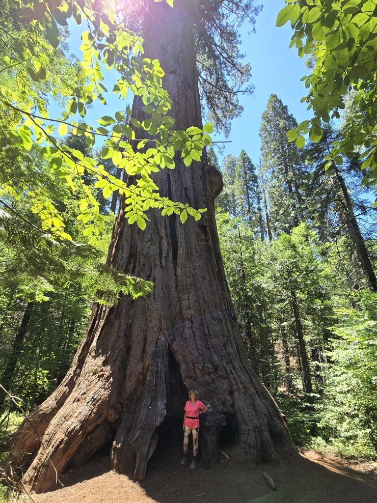 Agassiz Tree in Big Trees State Park