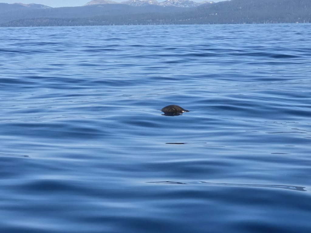 Hairy object bobbing along the surface of Lake Tahoe