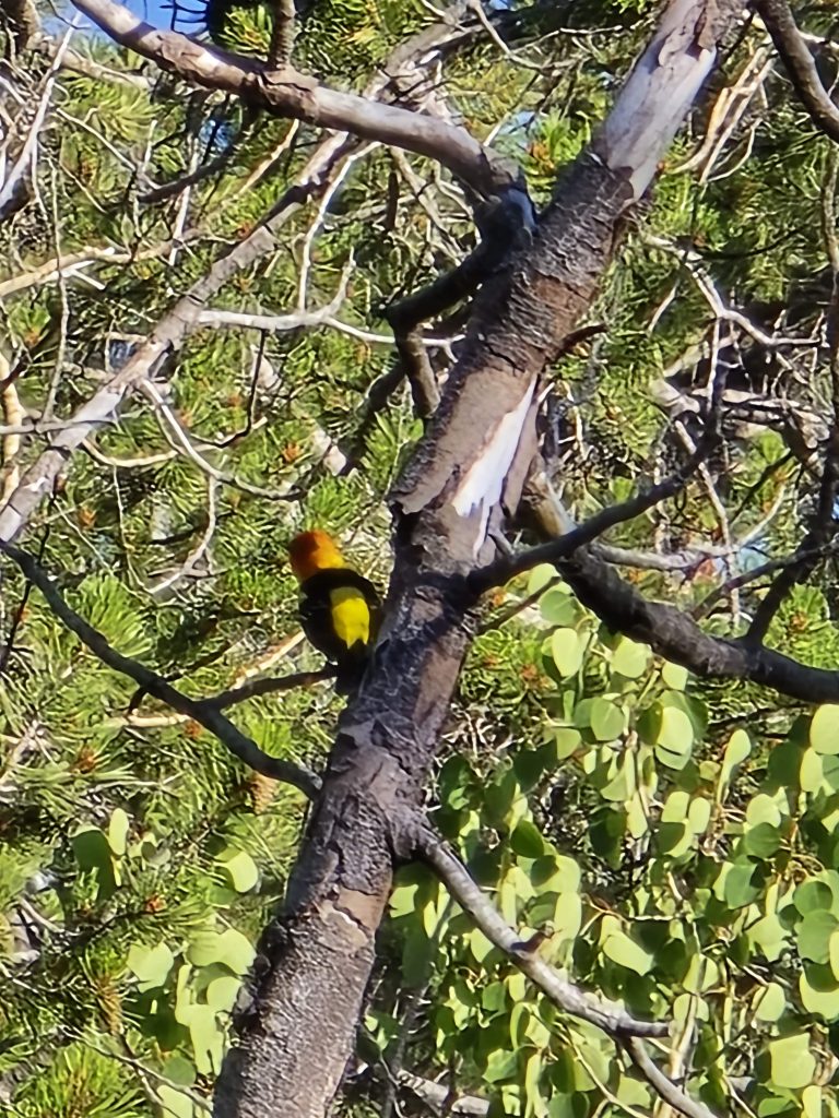 Male western tanager in Page Meadows