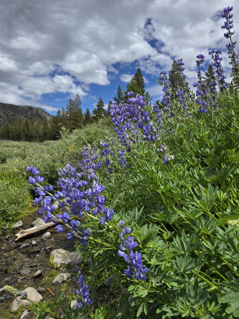 Lupine at Mt Rose