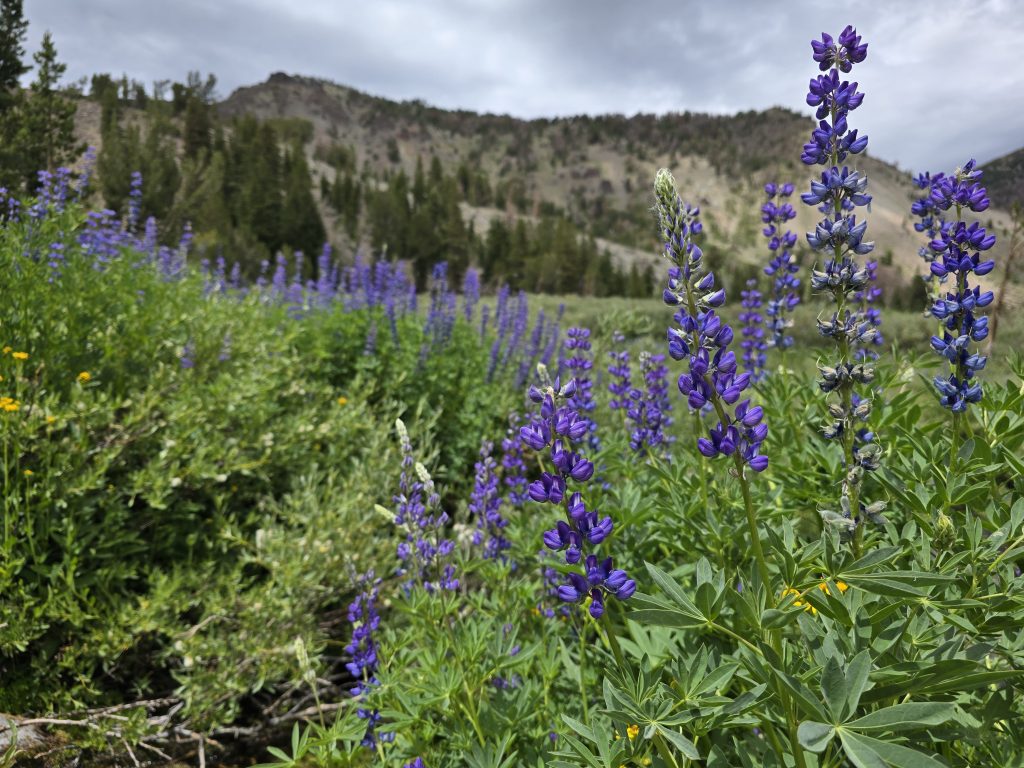 Lupine along the trail to Galena Falls