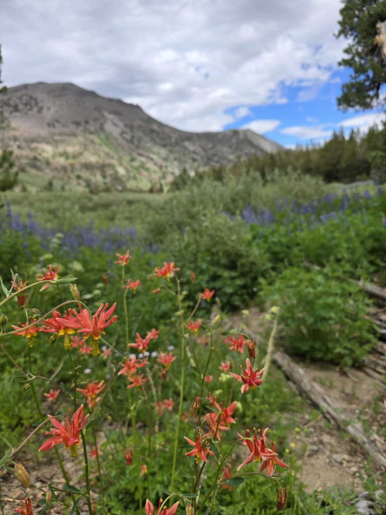 Columbine along the trail to Galena Falls