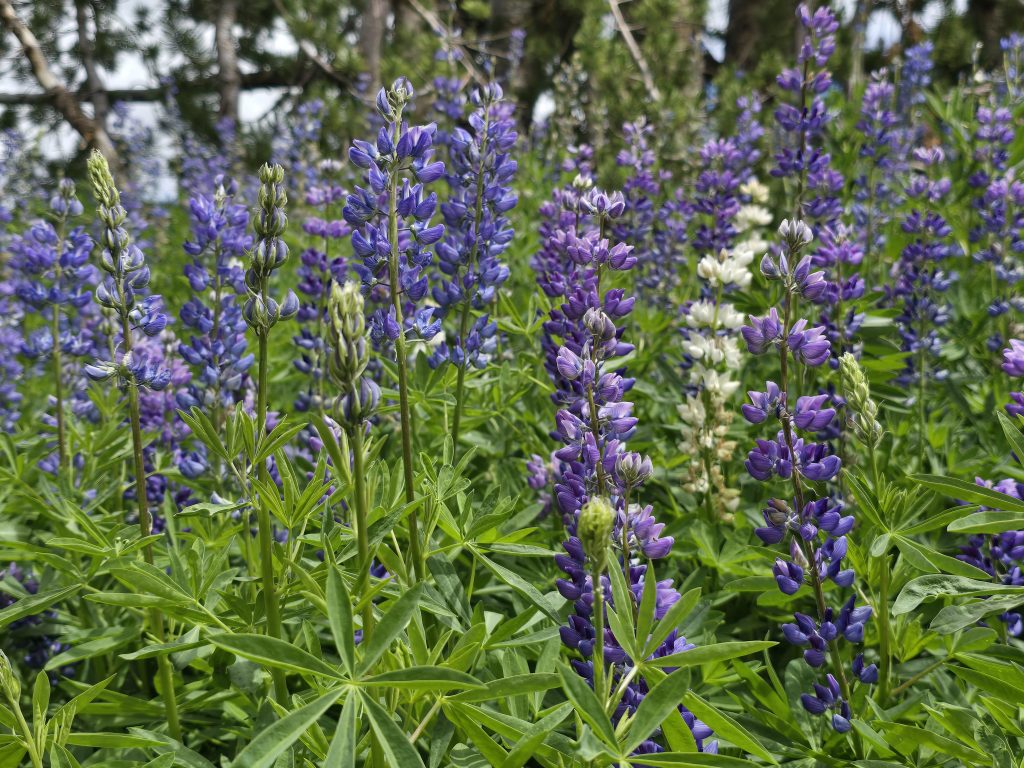 Lupine along the trail to Mt Rose