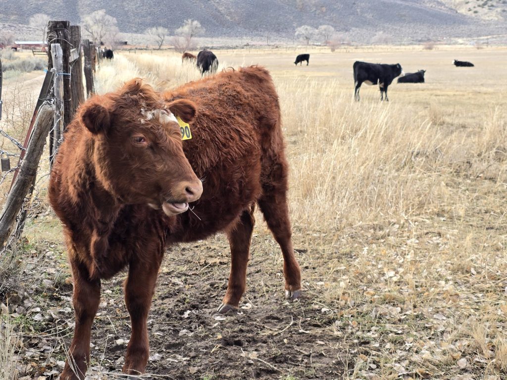 Cows along Mexican Ditch Trail in Carson City