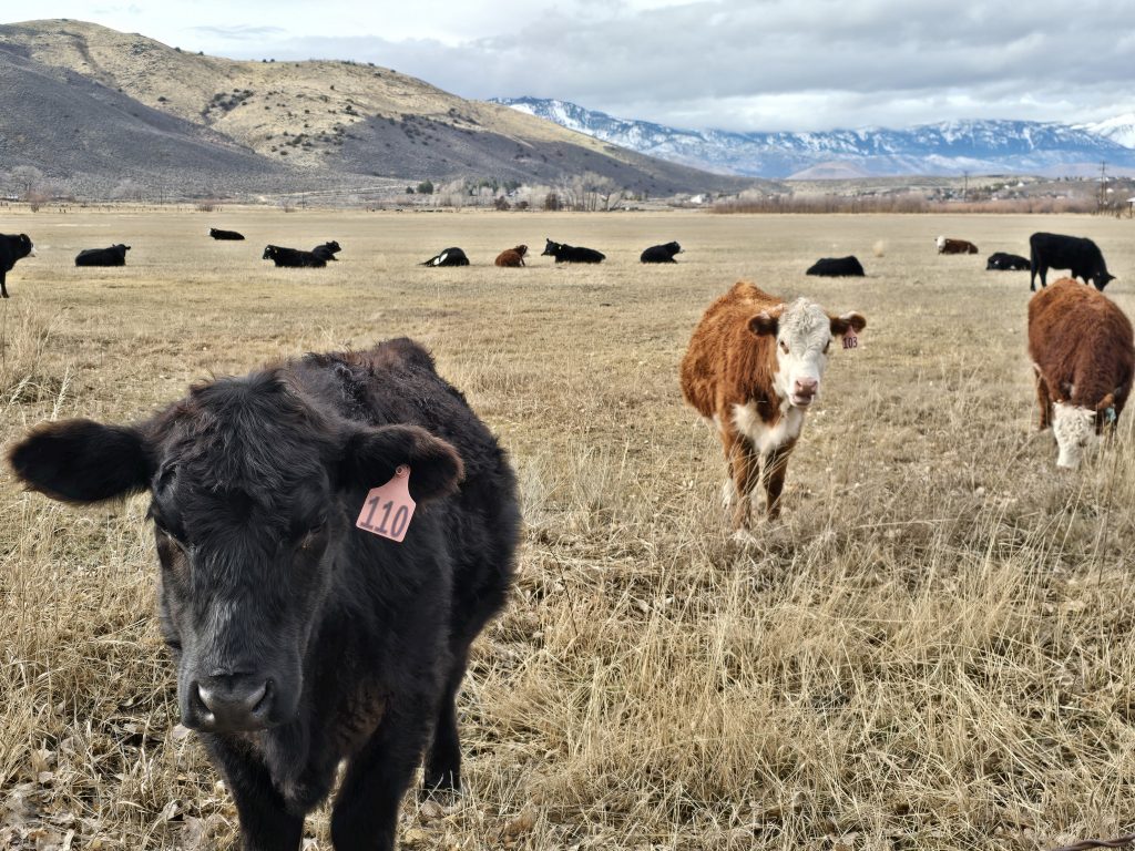 Cows along Mexican Ditch Trail in Carson City during winter hiking in Carson City