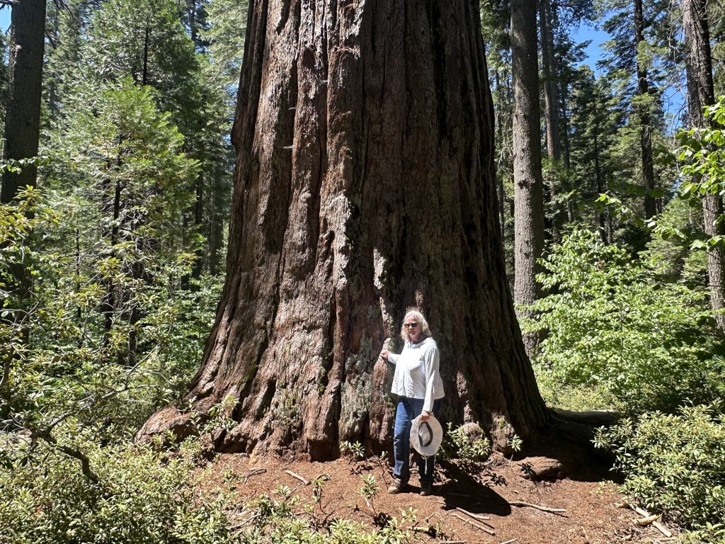 Standing next to a giant sequoia tree along the South Grove Trail in Big Trees State Park