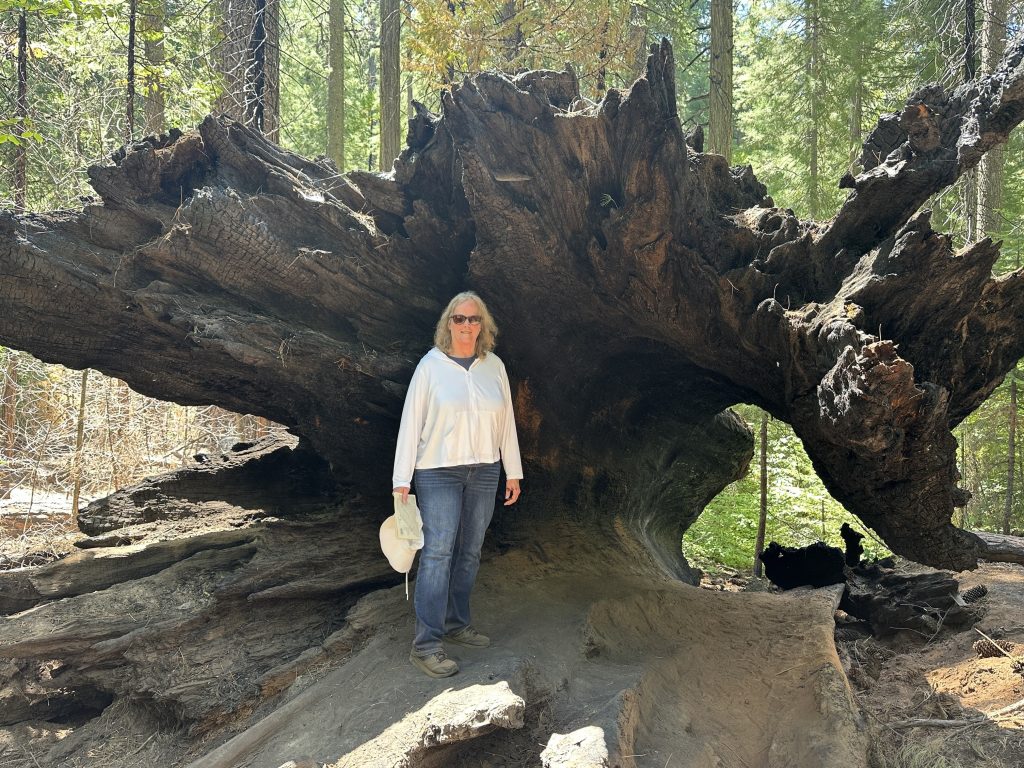 Downed giant sequoia at Big Trees State Park