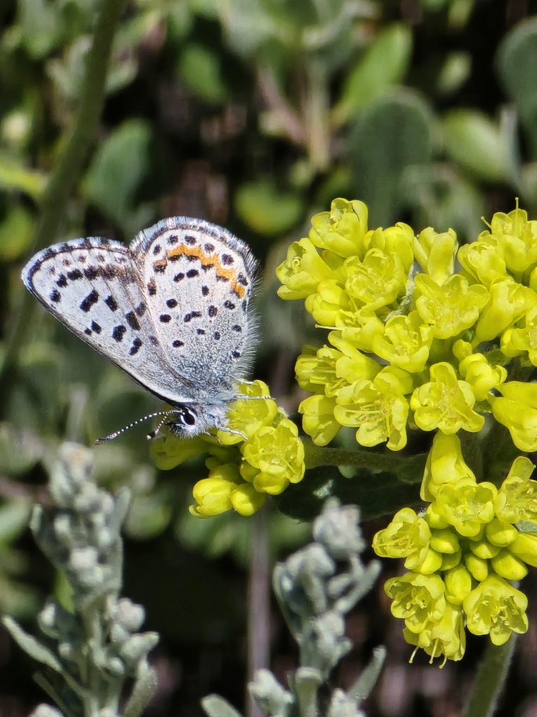 Square-spotted blue buckwheat blue butterfly on wild buckwheat along the trail to Mt. Rose Summit