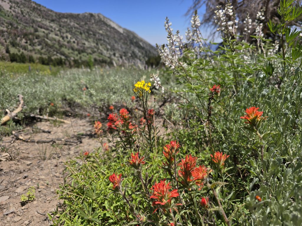 Indian paintbrush, wild buckwheat, and lupine along the trail to Mt. Rose Summit