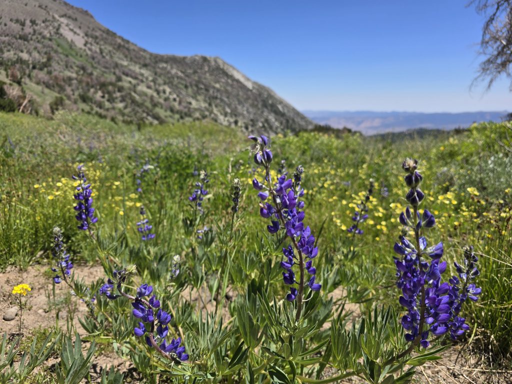 Lupine and wild buckwheat along the trail to Mt. Rose Summit