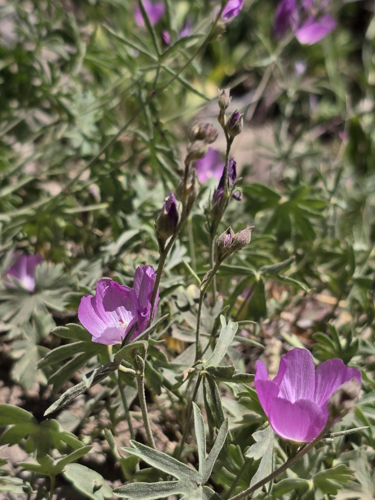 Waxy checkerbloom along the trail to Mt. Rose Summit