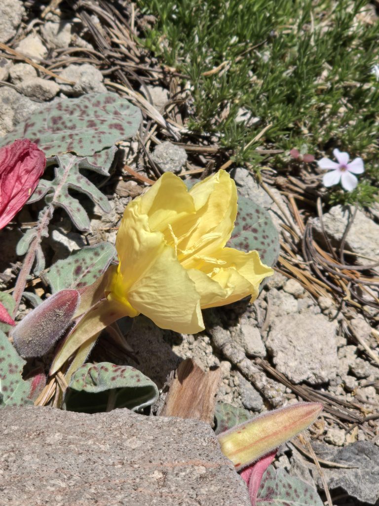 Woodyfruit evening primrose along the trail to Mt. Rose Summit