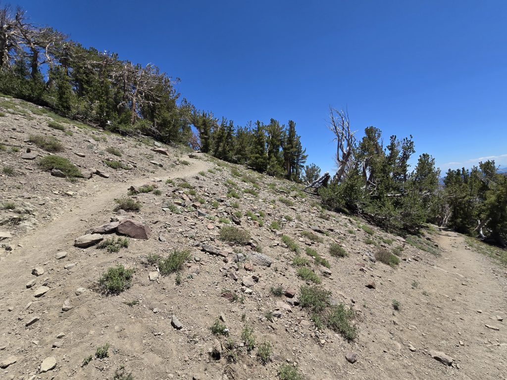Steep section of trail on the hike to Mt. Rose Summit
