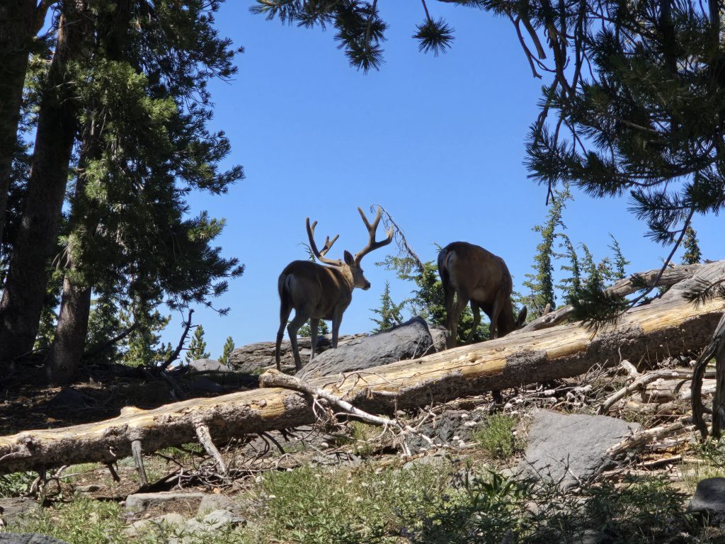 Two mule deer along the Tahoe Rim Trail on the hike to Rifle Peak