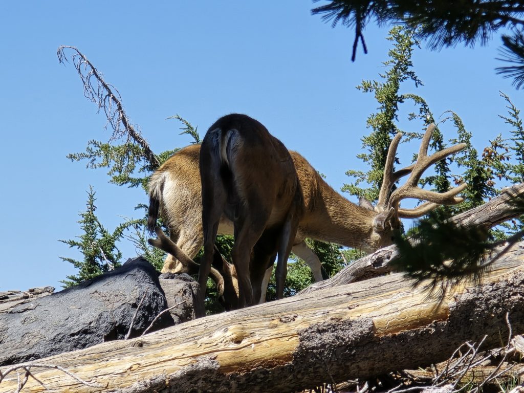 Two mule deer along the Tahoe Rim Trail on the hike to Rifle Peak