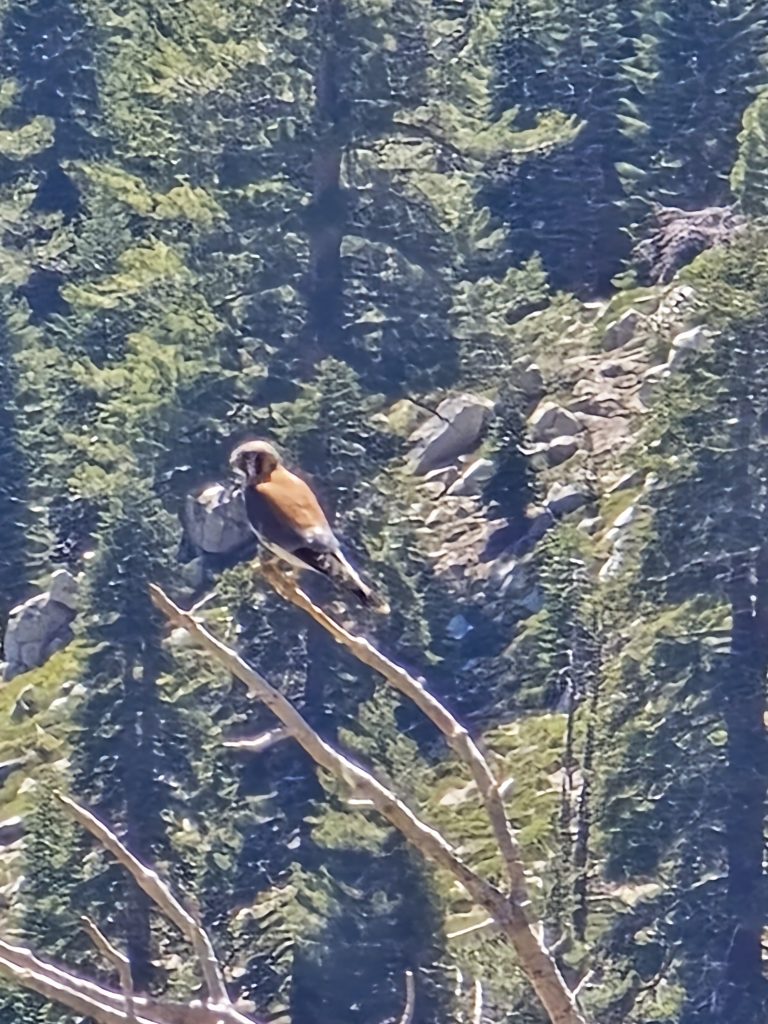 American Kestrel along the Tahoe Rim Trail on the hike to Rifle Peak