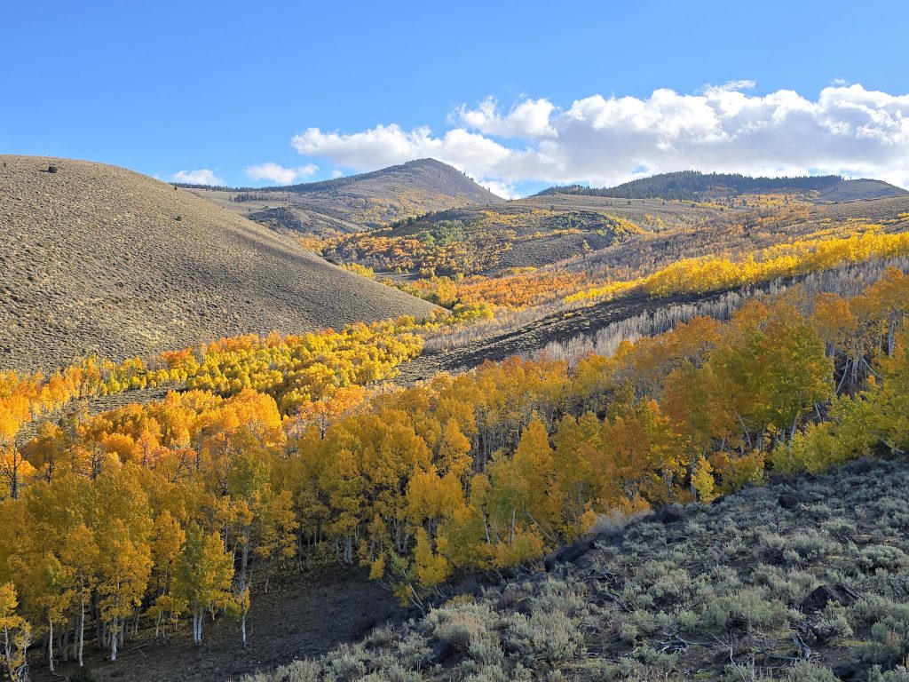 Aspen trees fall colors Lobdell Lake Road