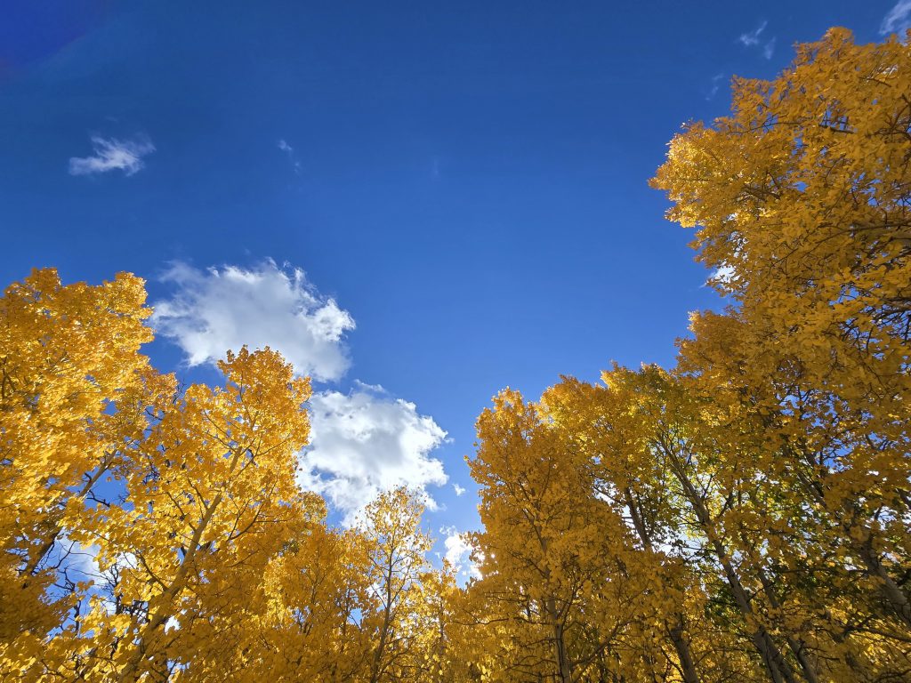 Looking up at the fall aspen leaves against the blue sky along Lobdell Lake Road