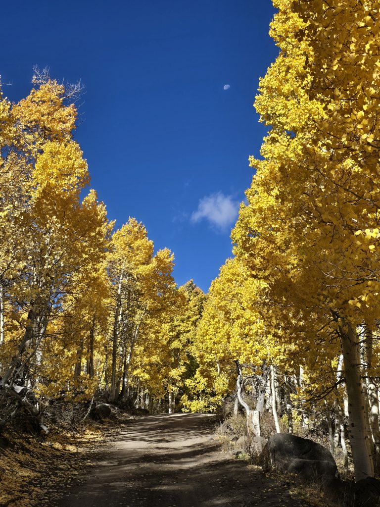 Golden aspens flanking Lobdell Lake Road and a partial moon in the sky