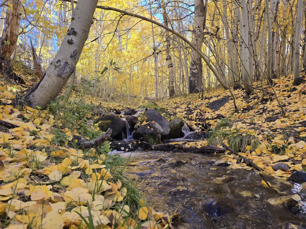 South Fork Cottonwood Creek surrounded by fall aspen trees