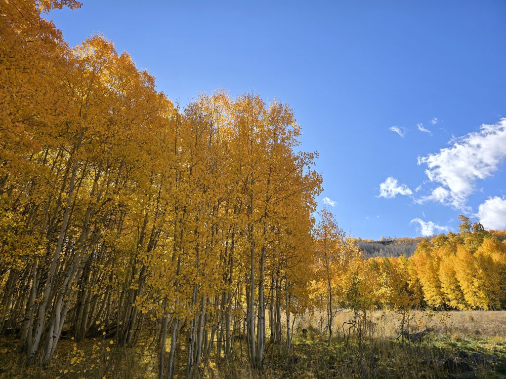 Groves of golden aspen trees along Lobdell Lake Road