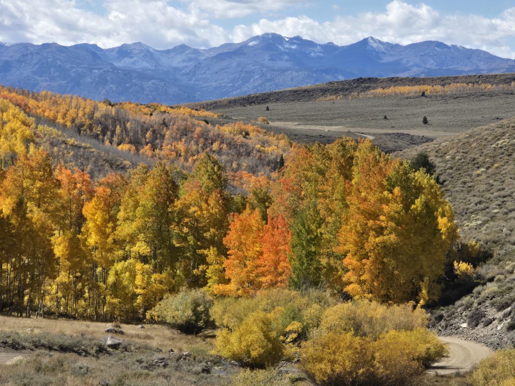 Yellow, orange, red aspens along Lobdell Lake Road
