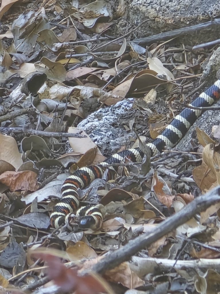 California mountain kingsnake along the Salt Springs Reservoir Trail hike