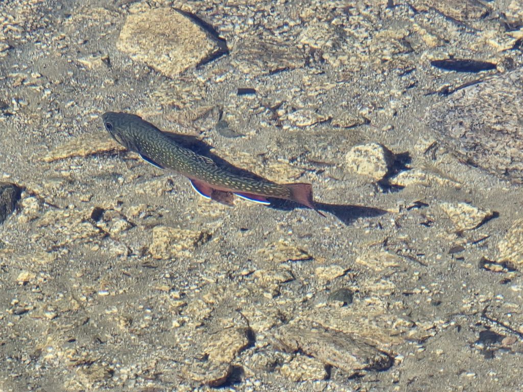 Brook trout in Lyons Lake