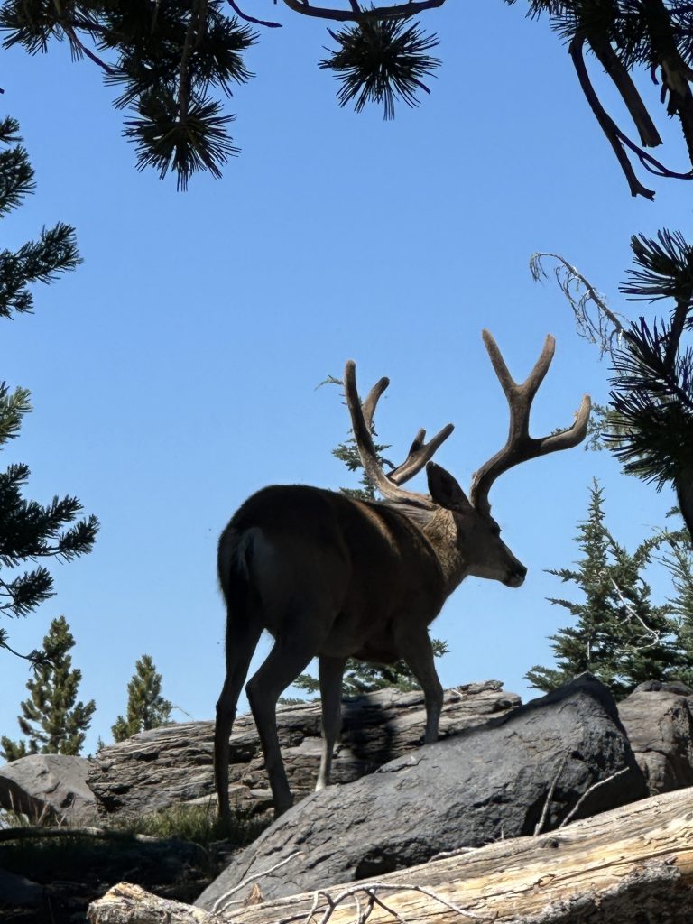 Mule deer above the Tahoe Rim Trail