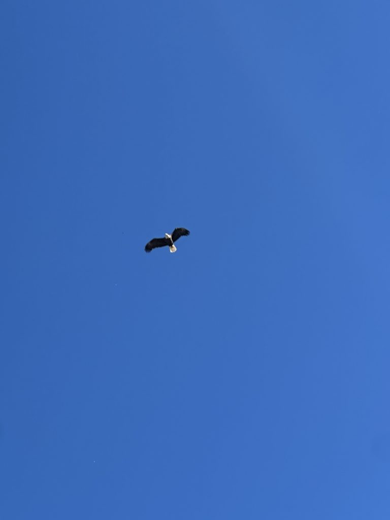 Bald eagle flying above the Salt Springs Reservoir trail hike