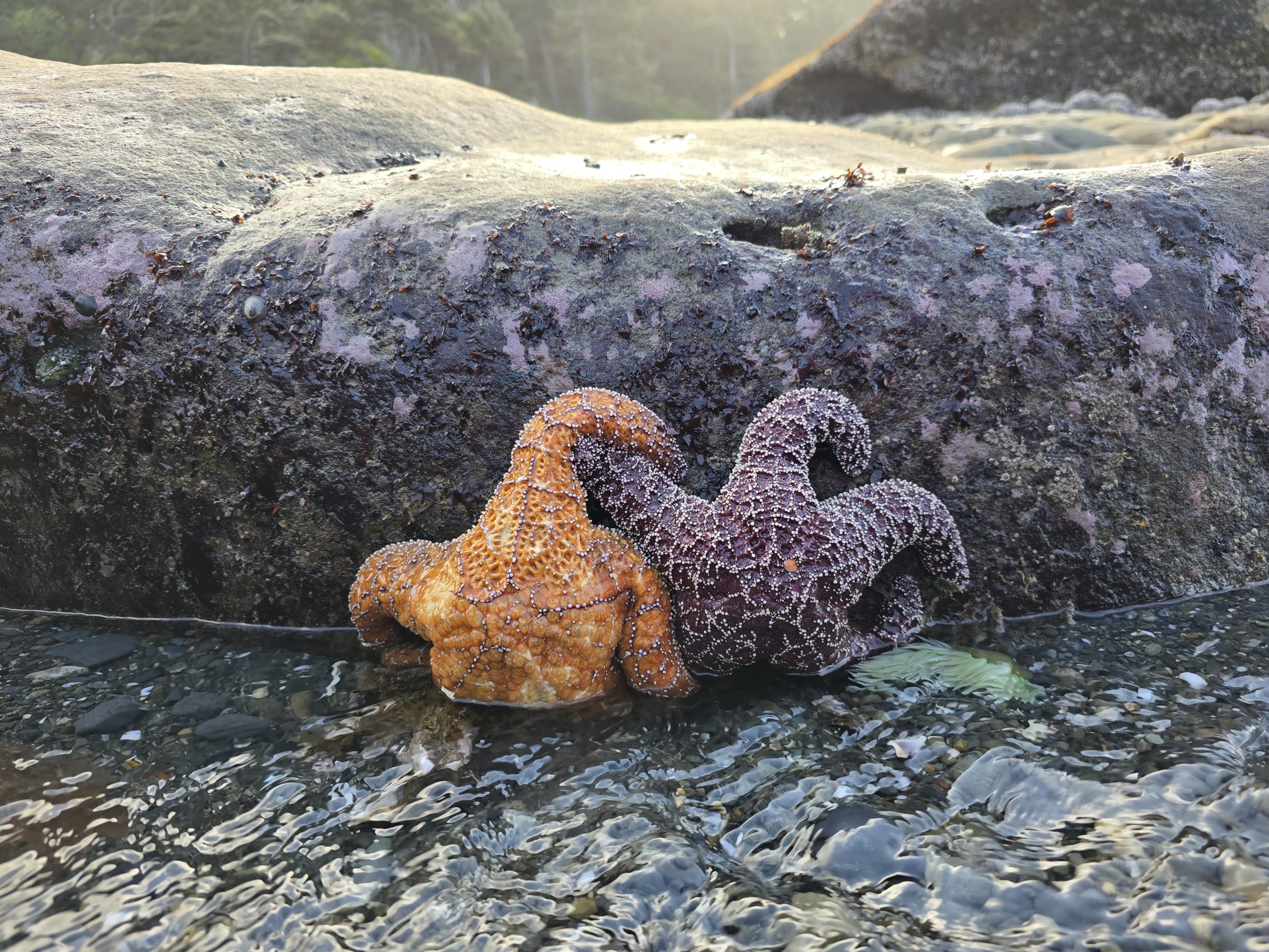 Olympic National Park: Tide Pools, Hurricane Ridge, Madison Creek Falls & Devil’s Punchbowl