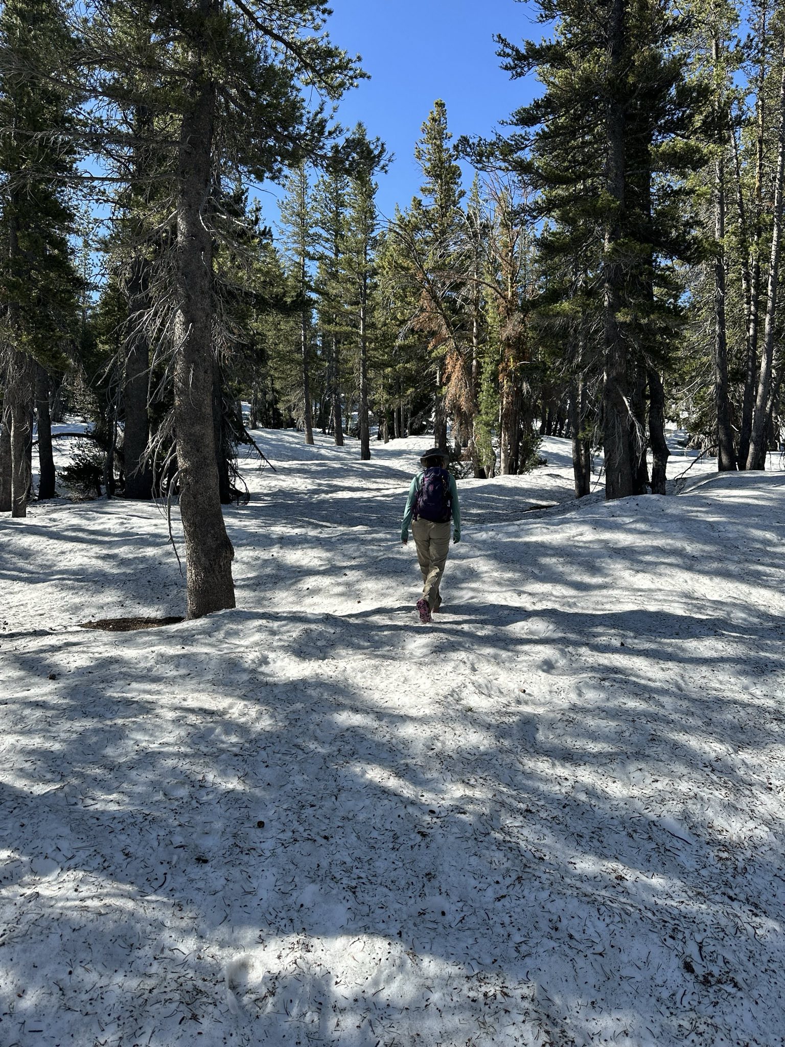 Hike on Tahoe Rim Trail from Tahoe Meadows to Tunnel Creek