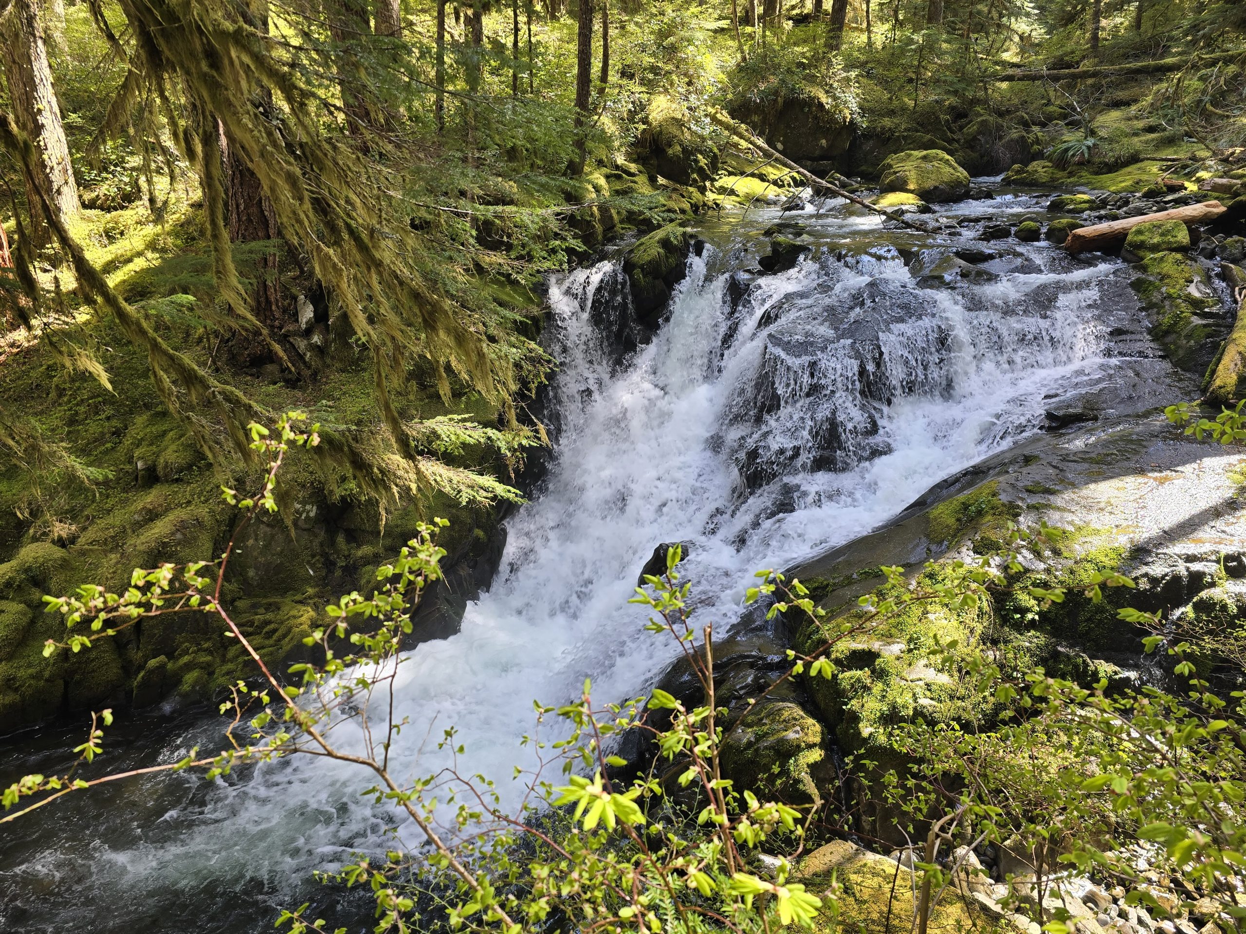 Olympic National Park: Lover’s Falls, Sol Duc Falls, Marymere Falls, Lake Crescent, Rialto Beach