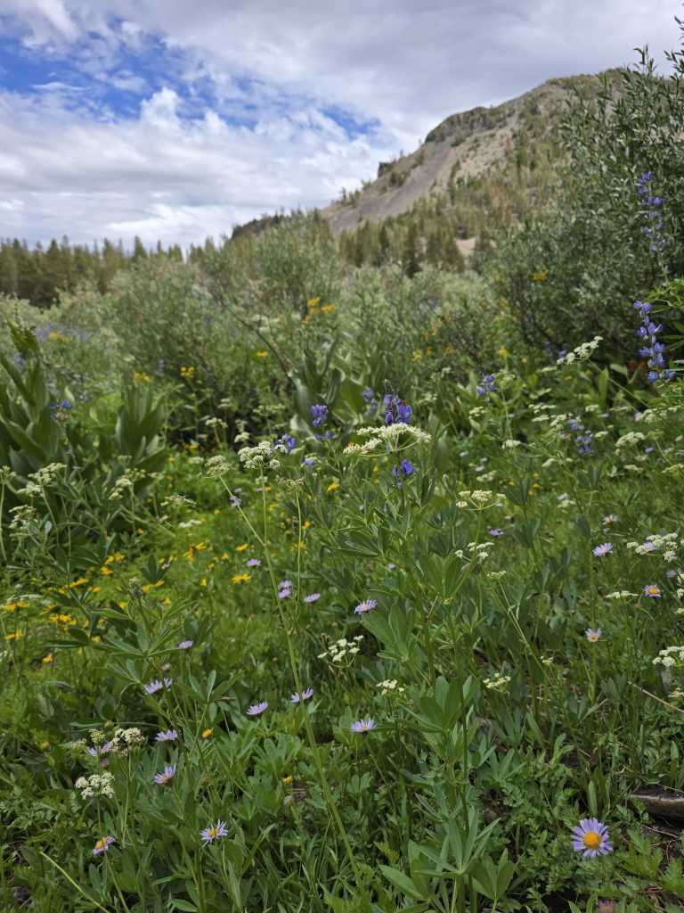 Wildflowers along trail to Mt Rose