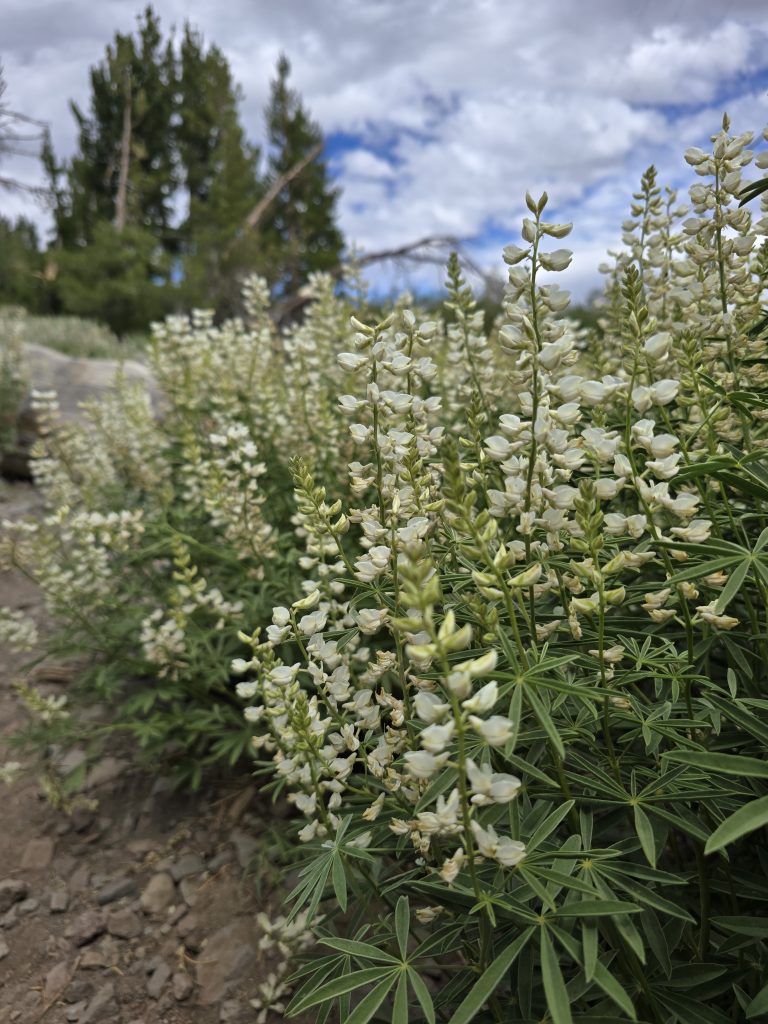Cream lupine along trail to Mt Rose