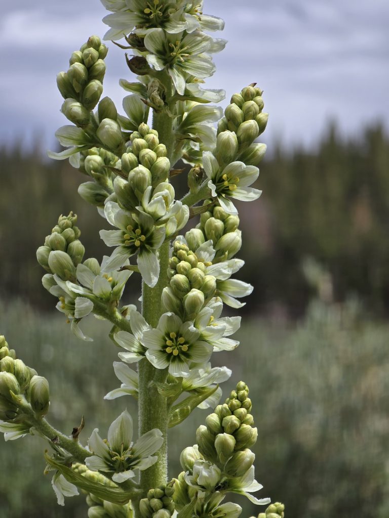 Corn lily along trail to Mt Rose